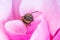 Honeybee in Rose Petals