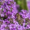 Honeybee sits on a thyme blossom between many blurred flowers