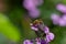 Honeybee sitting on a Erysimum Bowles Mauve flower
