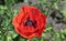 Honeybee sitting in a flower red poppy