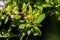 Honeybee sitting on a flowering shrub macro shot.