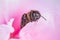 Honeybee sitting on pink rose horizontal