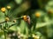 Honeybee on small yellow flowers