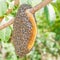 Honeybee swarm