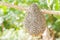 Honeybee swarm hanging