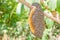 Honeybee swarm hanging