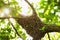Honeybee swarm hanging at the tree in nature