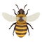 Honeybee top view vector flat illustration. Honey bee winged yellow black striped insect