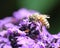Honeybee in unknown Purple Flowers Macro Photography
