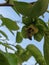 Honeybee visiting persimmon flower in early summer