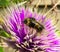 Honeybee visits Lavender Clematis
