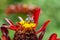 A honeybee visits a red flower to gather nectar on a sunny spring day