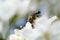 A honeybee visits a white flowering flower to gather nectar