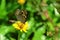 Honeybee wanting to land on a yellow daisy-like wildflower occupied by a butterfly