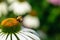 Honeybee on a white flower
