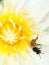 Honeybee and white lotus with yellow pollen