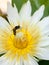 Honeybee and white lotus with yellow pollen