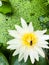 Honeybee, white lotus, yellow pollen, green duckweed