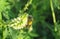 Honeybee on white plant in the meadow, closeup