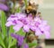 Honeybee on Wild Flower 3