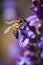 Honeybee on a Wild Flower, generative ai