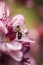 Honeybee on a Wild Pink Flower, generative ai