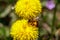 Honeybee on wild yellow flowers