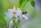 Honeybee on wildflower