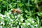 Honeybee working blooming oregano