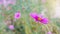 Honeybee working on pink cosmos flower in beautiful spring morning flower field blurred nature background