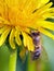 Honeybee on yellow blossom