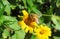 Honeybee on yellow flower in the Florida garden