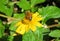 Honeybee on yellow flower in the Florida garden