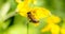 Honeybee on yellow flower head