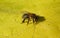 Honeybee on yellow leaf, closeup