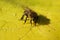 Honeybee on yellow leaf, closeup