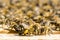 Honeybees - Apis mellifera - at the beehive