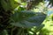 Honeybees building their nest natural beehive above a huge leaf.