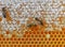 Honeybees on comb honey background