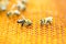 Honeybees in honeycomb
