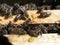 Honeybees in the nest on the wooden framework in the hive. dense cluster of swarms of bees in the nest. Working bees, drones and