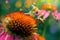 Honeybees Pollinating Vibrant Echinacea Flower