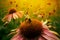 Honeybees Pollinating Vibrant Echinacea Flower