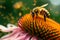 Honeybees Pollinating Vibrant Echinacea Flower