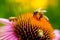 Honeybees Pollinating Vibrant Echinacea Flower