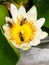 Honeybees swarm yellow stamens in white lotus