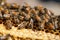 Honeybees working. Generate Ai