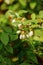 Honeyberry, as known as sweetberry, honeysucle, flowers close up in spring garden