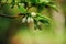 Honeyberry, as known as sweetberry, honeysucle, flowers close up in spring garden