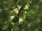 Honeyberry, Lonicera caerulea, blooming